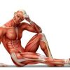 apparato muscolare